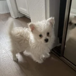 Puppy for sale