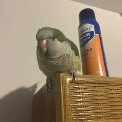 Quaker