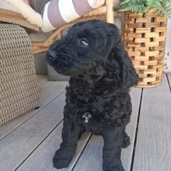 Beautiful female Mini Schnoodle puppy born in 3 Ja