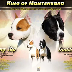 American Staffordshire Terrier puppies