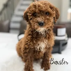 Mini poodle puppies