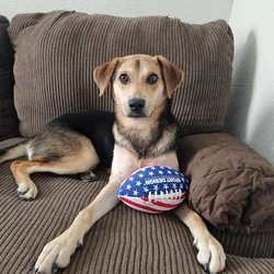 Trying to find a forever home