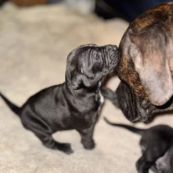 Purebred Cane Corso xGerman Shorthair Pointer (VA)