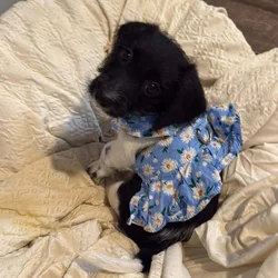 Free puppies of 3 months looking for an owner