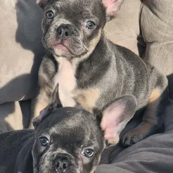 2 Female AKC French Bulldogs