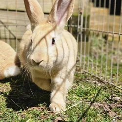 Flemish Giants For Sale
