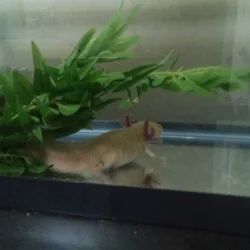 Axolotl