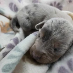 Miniature dachshund puppies