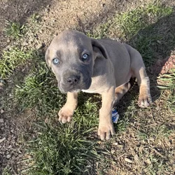 Cane Corso Full Blooded Puppies