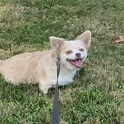 Loving Dog Needs New Home