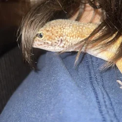 Leopard Gecko