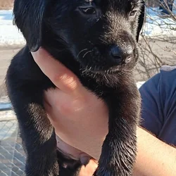Lab pups