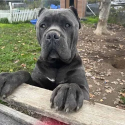 Cane Corso Puppies