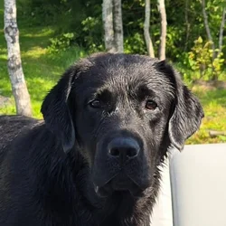 English style Labrador retrievers