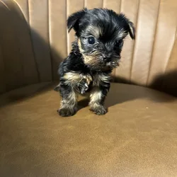 Purebred Yorkies