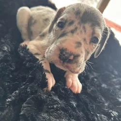 Great Dane Puppies