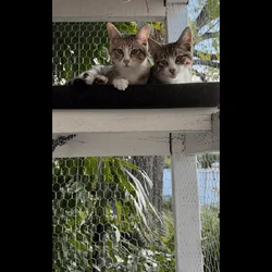 Sister Kittens for Adoption