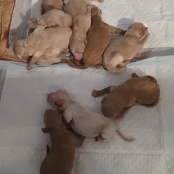 Mini-Poodle puppies