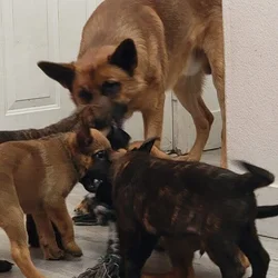 Shepherd puppies