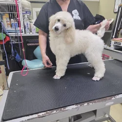 Beautiful Poodles