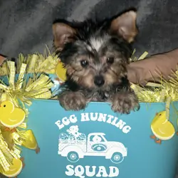 Teacup Yorkie teddy bear doll faces dew nails and