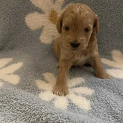 F2B miniature golden doodles