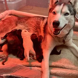 Gerberian Shepherd Puppies