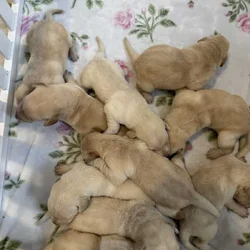 Labrador puppies