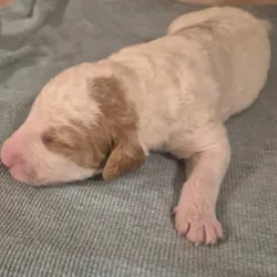 Labradoodle/ Goldendoodle