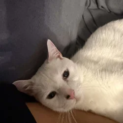 White Adult Cat needs a home