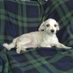 Casey, in home raised, non-shedding, Michgn