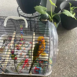 Sun conure bird