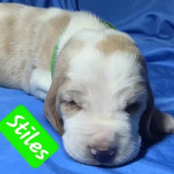 Stiles- male baby basset hound