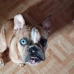 French bulldog unique eye color