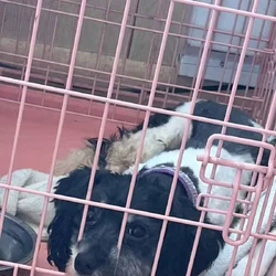 Havanese for sale