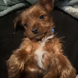 10 week yorkie