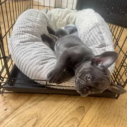 French Bulldog puppy