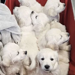 English Cream Golden Retriever Puppies