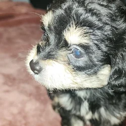 Mix Multi Poodle Puppy