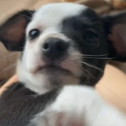 Biscuits- Chihuahua- Puppy- Male