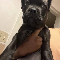 11 week old cane corso female brindle black