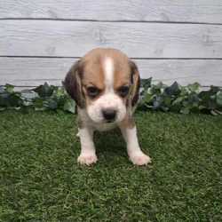 Beagle puppies
