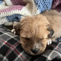 Chipoo pup in need of a loving home