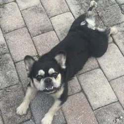French Bulldog for Sale – Compact & Playful