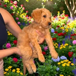 Goldendoodle Pups