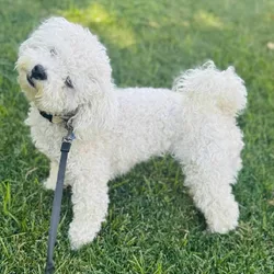 Sweet Bichon Frise 3 and a half years old
