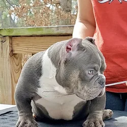 Quality Bully puppies male and female