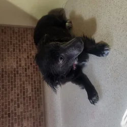 2 FREE Dogs to be rehomed immediately