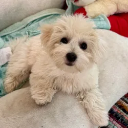 COTONESE PUPPIES | AKC Show-Quality Bloodline