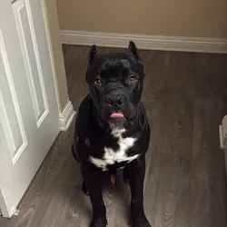 Cane corso
